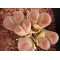 C162B - Plant